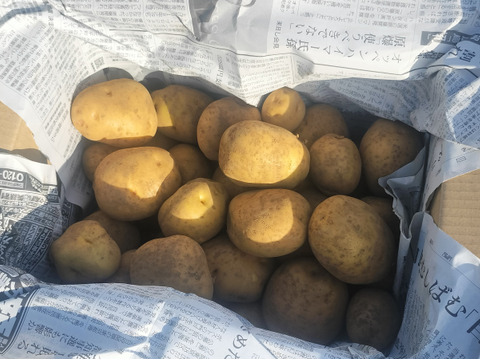 【農薬化学肥料不使用】【訳あり】昔ながらのホクホク甘い！ キタアカリ  新じゃが 箱込み5.0kg