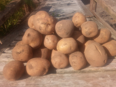 【ちょっと訳有❗】じゃがいも【とうや】大きさ色々　80サイズ　4.7kg
※商品説明をご一読の上、「常温便」、「クール便」をご指定下さいませ。