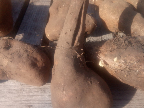 【訳有❗】少人数で、粘り強～いゲンコツ芋！　小さめ（6本前後）　内容量、約1.4㎏　60サイズ
※商品説明をご一読の上、「常温便」、「クール便」をご指定下さいませ。