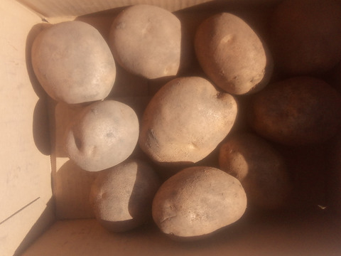 じゃがいも【オホーツクチップ】中〜大きめ
（L〜2L込）60サイズ　内容量1,8kg