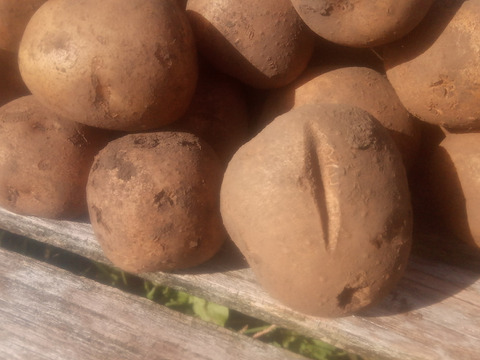 【ちょっと訳有❗】じゃがいも【とうや】大きさ色々　80サイズ　4.7kg
※商品説明をご一読の上、「常温便」、「クール便」をご指定下さいませ。