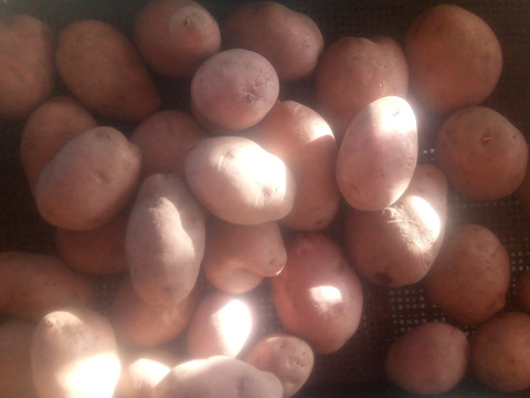 訳有品❗じゃがいも【さやあかね】大きさ色々80サイズ　内容量4,7kg