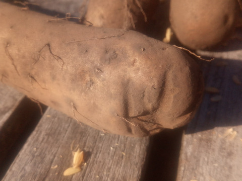 ちょっと訳あり❗すごく小さ〜くて、ちょっと凸凹だけど甘くて美味しいミニ長芋！　60ｻｲｽﾞ　内容量1kg（7本前後）
※商品説明をご一読の上、「常温便」、「クール便」をご指定下さいませ。