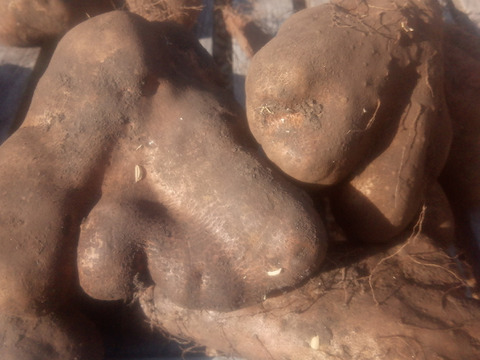 【訳有❗】中〜大人数で、粘り強～いゲンコツ芋！　大きさ色々　内容量4kg　80サイズ
※商品説明をご一読の上、「常温便」、「クール便」をご指定下さいませ。