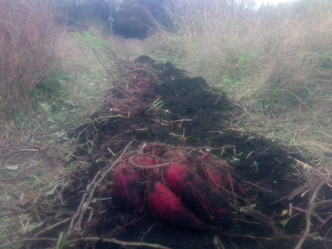 【自然栽培❗】大人数で、大きさ色々　甘〜いさつまいも（べにはるか）80サイズ　4kg　　※商品説明をご一読の上、「常温便」、「クール便」をご指定下さいませ。