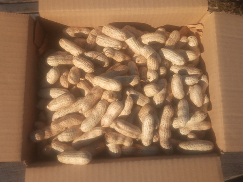 乾燥生落花生（油豆）在来種　600g　【おまけで試し焼き用100g増量❗】