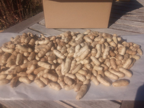 乾燥生落花生（油豆）在来種　1kg　【おまけで試し焼き用100g増量❗】