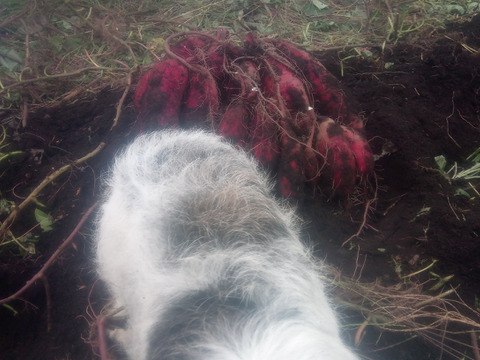 【自然栽培❗】大人数で、大きさ色々　甘〜いさつまいも（べにはるか）80サイズ　4kg　　※商品説明をご一読の上、「常温便」、「クール便」をご指定下さいませ。