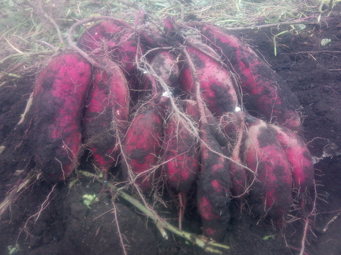 【自然栽培】少人数で、大きさ色々　甘〜いさつまいも（べにはるか）60サイズ　1.5kg　　※商品説明をご一読の上、「常温便」、「クール便」をご指定下さいませ。