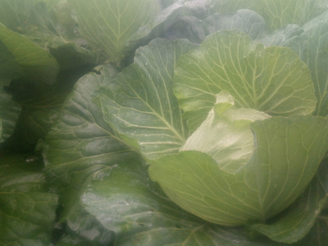 120ｻｲｽﾞ　柔らか〜い！秋キャベツ！6玉前後　♯麗峰♯419  &　美味しい秋ダイコン6本前後入り