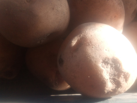 訳有品❗じゃがいも【キタアカリ】大きさ色々60サイズ　内容量1,8kg