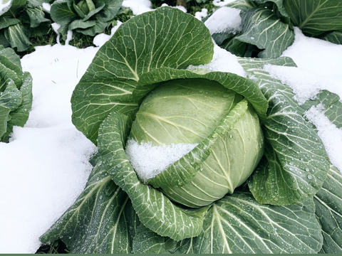 【冬ギフト】「冬季しか食べられない、越冬キャベツのお届けに参りました」　≪雪国で育まれた甘みたっぷりのキャベツ≫　兵庫県香美町産「雪ぶとんキャベツ」（５玉)