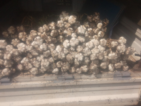 にんにく！ホワイト6片（1kg）