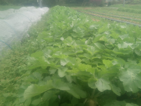 120ｻｲｽﾞ　柔らか〜い！秋キャベツ！6玉前後　♯麗峰♯419  &　美味しい秋ダイコン6本前後入り