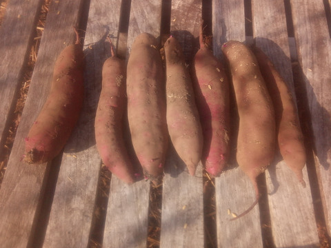 【自然栽培】少人数で、大きさ色々　甘〜いさつまいも（べにはるか）60サイズ　1.5kg　　※商品説明をご一読の上、「常温便」、「クール便」をご指定下さいませ。