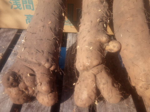 訳有品❗　甘〜いけどかなり凸凹なナガイモ！　大きさ色々　約4kg　
※商品説明をご一読の上、「常温便」、「クール便」をご指定下さいませ。