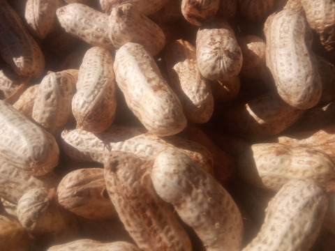 乾燥した生ピーナッツの保存方法農家直送千葉県産落花生7kg