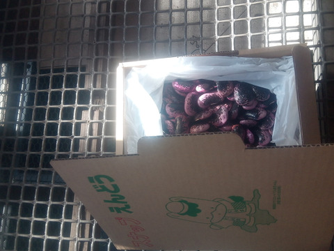 高原花豆（紅花いんげん）令和4年産、1kg、大粒（平均35mm）、A品