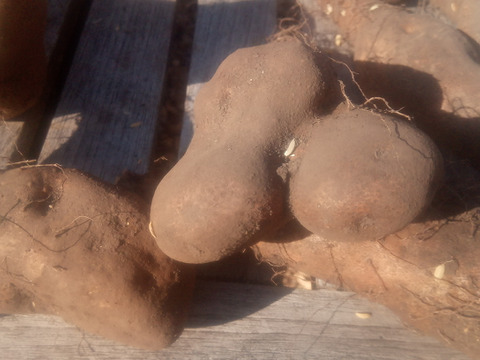 【訳有❗】中〜大人数で、粘り強～いゲンコツ芋！　大きさ色々　内容量4kg　80サイズ
※商品説明をご一読の上、「常温便」、「クール便」をご指定下さいませ。