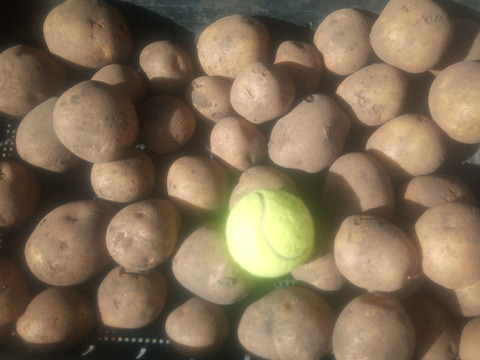 【ちょっと訳有❗】じゃがいも【とうや】大きさ色々　80サイズ　4.7kg
※商品説明をご一読の上、「常温便」、「クール便」をご指定下さいませ。