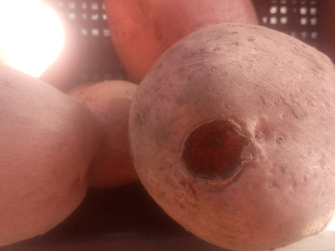 訳有品❗じゃがいも【さやあかね】大きさ色々80サイズ　内容量4,7kg