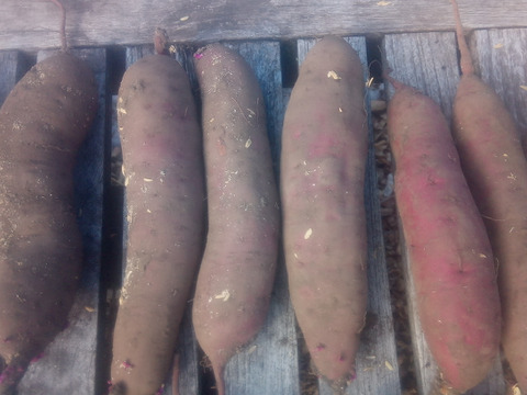 【自然栽培❗】大人数で、大きさ色々　甘〜いさつまいも（べにはるか）80サイズ　4kg　　※商品説明をご一読の上、「常温便」、「クール便」をご指定下さいませ。