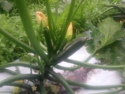 ズッキーニ！　約1.8kg