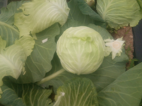 【訳有】むきむきの柔らか〜い！旬の春キャベツ　100サイズ