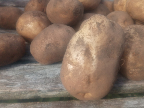 【ちょっと訳有❗】じゃがいも【トヨシロ】大きさ色々　60サイズ　1.8kg　※商品説明をご一読の上、「常温便」、「クール便」をご指定下さいませ。