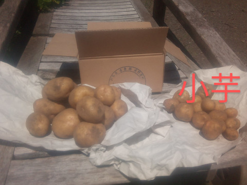 【ちょっと訳有❗】じゃがいも【キタアカリ】大きさ色々　60サイズ　1.5㎏　おまけ付  ※商品説明をご一読の上、「常温便」、「クール便」をご指定下さいませ。