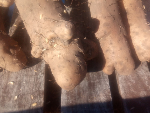 訳有品❗　甘〜いけどかなり凸凹なナガイモ！　大きさ色々　約4kg　
※商品説明をご一読の上、「常温便」、「クール便」をご指定下さいませ。