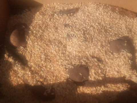 【訳有❗】中〜大人数で、粘り強～いゲンコツ芋！　大きさ色々　内容量4kg　80サイズ
※商品説明をご一読の上、「常温便」、「クール便」をご指定下さいませ。