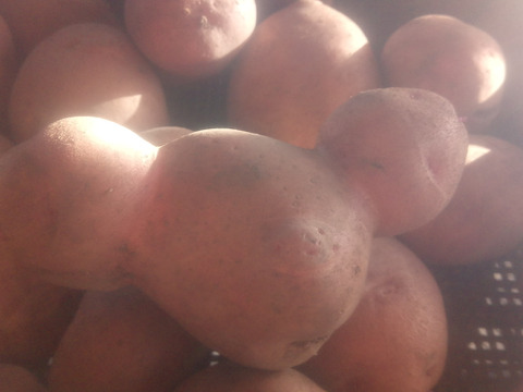 訳有品❗じゃがいも【さやあかね】大きさ色々80サイズ　内容量4,7kg