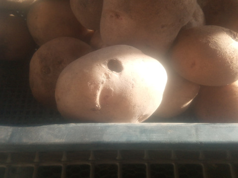 訳有品❗じゃがいも【キタアカリ】大きさ色々60サイズ　内容量1,8kg