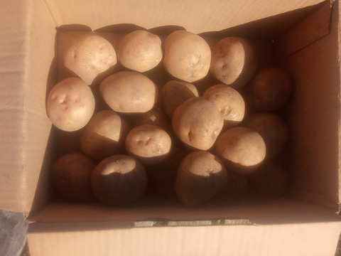 じゃがいも【キタアカリ】中〜小さめ
（M〜S込み）60サイズ　内容量1,8kg