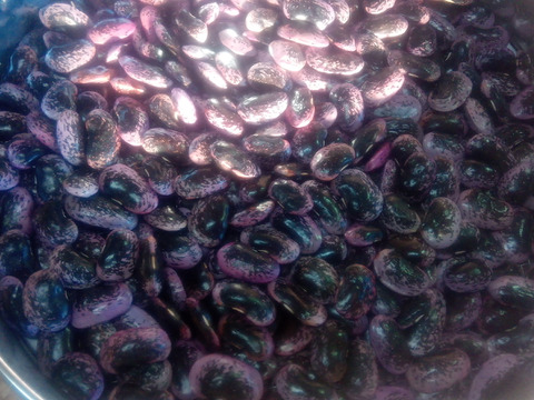 高原花豆（紅花いんげん）令和6年産、800g、中〜大粒平均32mm）A.B混み