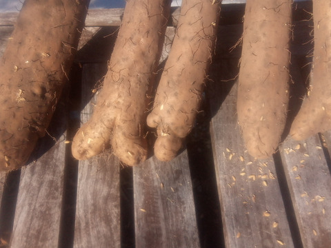 ちょっと訳有❗　甘〜いけどちょっと凸凹なナガイモ！　大きさ色々　約4㎏（6本前後）
※商品説明をご一読の上、「常温便」、「クール便」をご指定下さいませ。