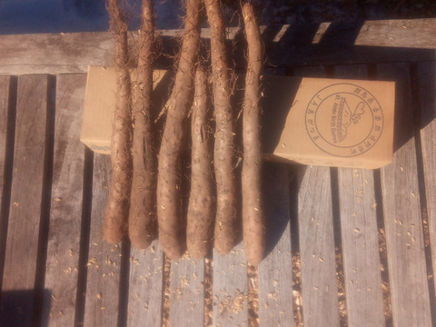 ちょっと訳あり❗すごく小さ〜くて、ちょっと凸凹だけど甘くて美味しいミニ長芋！　60ｻｲｽﾞ　内容量1kg（7本前後）
※商品説明をご一読の上、「常温便」、「クール便」をご指定下さいませ。