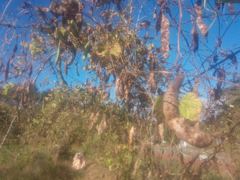 テル様専用！【自然栽培】高原花豆（紅花いんげん）令和6年産、3kg、中〜大粒（平均31mm）、B品