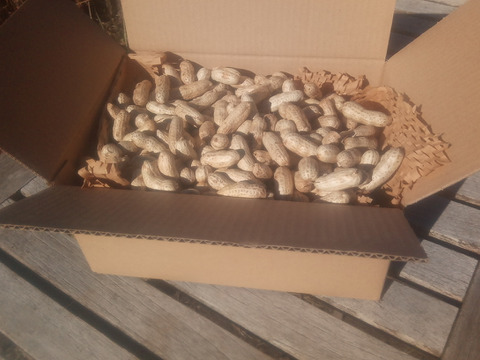 乾燥生落花生（油豆）在来種　1kg　【おまけで試し焼き用100g増量❗】