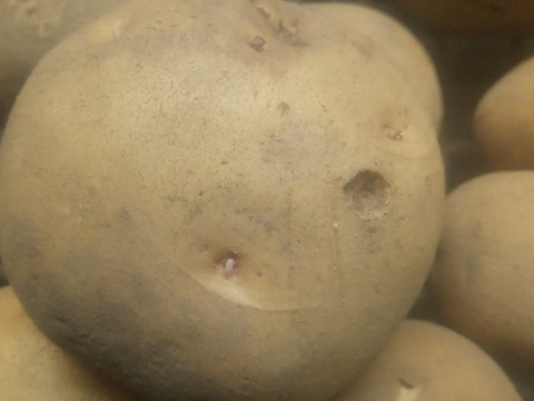 訳有品❗じゃがいも【キタアカリ】大きさ色々60サイズ　内容量1,8kg