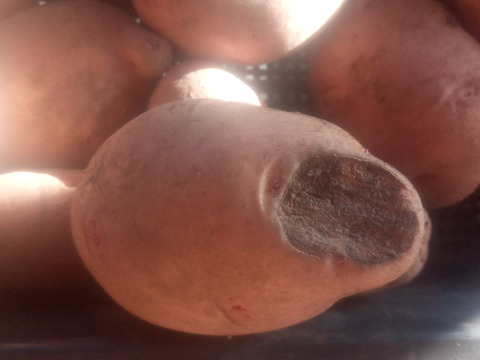 訳有品❗じゃがいも【さやあかね】大きさ色々80サイズ　内容量4,7kg