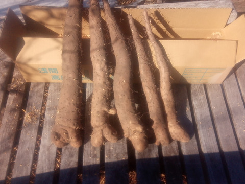 訳有品❗　甘〜いけどかなり凸凹なナガイモ！　大きさ色々　約4kg　
※商品説明をご一読の上、「常温便」、「クール便」をご指定下さいませ。