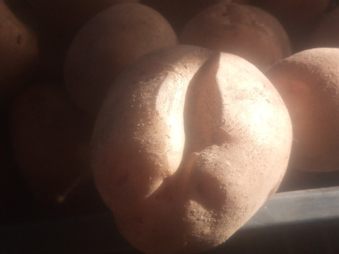 訳有品❗じゃがいも【キタアカリ】大きさ色々60サイズ　内容量1,8kg