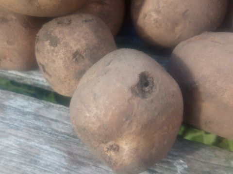 【ちょっと訳有❗】じゃがいも【とうや】大きさ色々　80サイズ　4.7kg
※商品説明をご一読の上、「常温便」、「クール便」をご指定下さいませ。