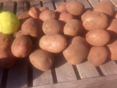 【ちょっと訳あり❗】じゃがいも【さやあかね】　大きさ色々　80サイズ　内容量4,7kg
※商品説明をご一読の上、「常温便」、「クール便」をご指定下さいませ。