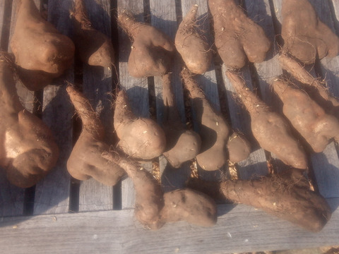 【訳有❗】中〜大人数で、粘り強～いゲンコツ芋！　大きさ色々　内容量4kg　80サイズ
※商品説明をご一読の上、「常温便」、「クール便」をご指定下さいませ。