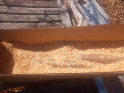 ちょっと訳有❗　甘〜いけどちょっと凸凹なナガイモ！　大きさ色々　約4㎏（6本前後）
※商品説明をご一読の上、「常温便」、「クール便」をご指定下さいませ。