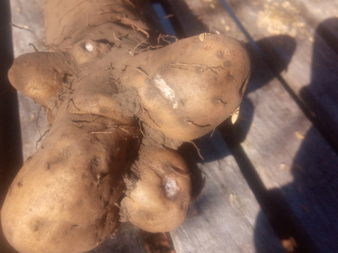 訳有品❗　甘〜いけどかなり凸凹なナガイモ！　大きさ色々　約4kg　
※商品説明をご一読の上、「常温便」、「クール便」をご指定下さいませ。