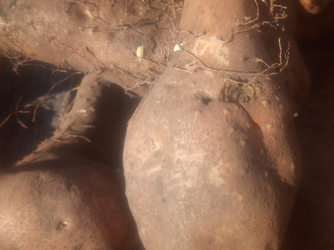 【訳有❗】中〜大人数で、粘り強～いゲンコツ芋！　大きさ色々　内容量4kg　80サイズ
※商品説明をご一読の上、「常温便」、「クール便」をご指定下さいませ。